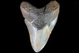 Megalodon Tooth - North Carolina #82923-1